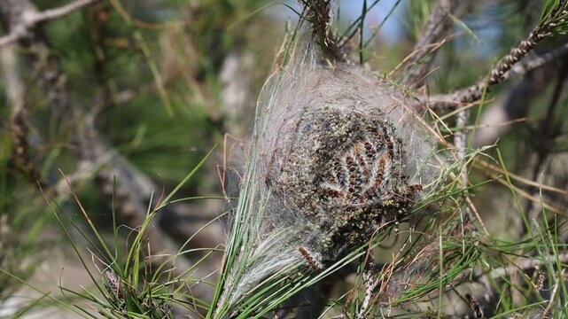 Pine processionary moth (Thaumetopoea pityocampa) and cocoon on pine tree