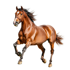 Obraz premium powerful brown horse galloping with flowing mane and strong legs, showcasing its grace and strength in motion
