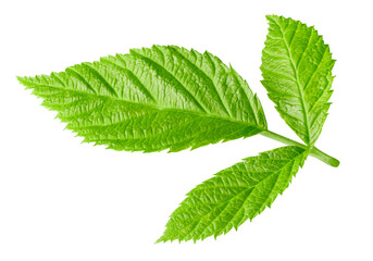 Raspberries leaves isolated on a white background. Raspberry leaves Clipping Path