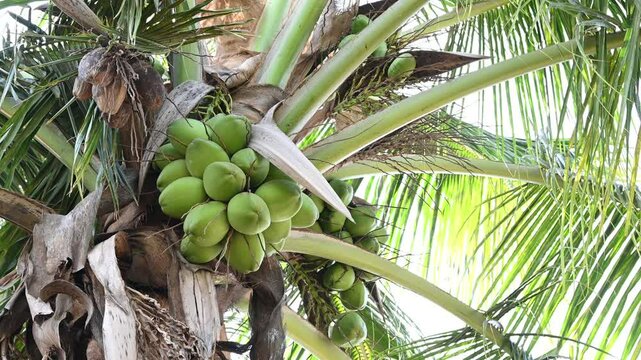 Fresh coconut hanging on tree, Young coconut fruits on tree, Green Growing Coconuts in tree