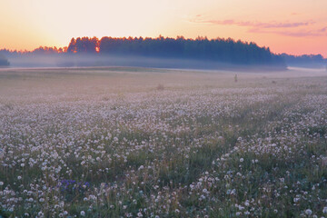 A person a girl in the distance walks across a field early in the morning in the fog in summer