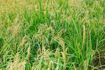 A beautiful sight: a stretch of fertile rice fields awaiting harvest, with grains of rice still...