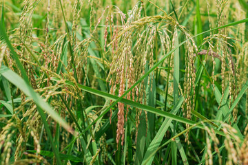 A beautiful sight: a stretch of fertile rice fields awaiting harvest, with grains of rice still attached to their stalks. to be processed into rice for consumption.