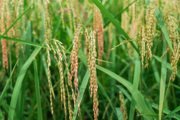 A beautiful sight: a stretch of fertile rice fields awaiting harvest, with grains of rice still attached to their stalks. to be processed into rice for consumption.