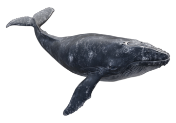 North atlantic sea whale.