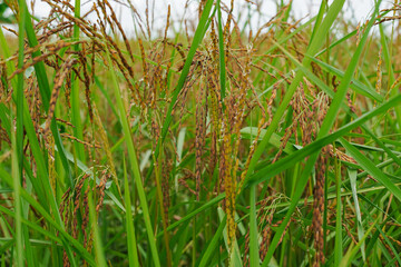 Fototapeta premium A beautiful sight: a stretch of fertile rice fields awaiting harvest, with grains of rice still attached to their stalks. to be processed into rice for consumption.