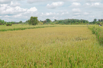 A beautiful sight: a stretch of fertile rice fields awaiting harvest, with grains of rice still attached to their stalks. to be processed into rice for consumption.