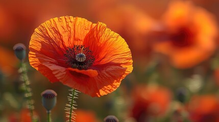 Vibrant red poppy flower in a lush field, softly illuminated by warm sunlight, with blurred blooms