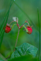Wild strawberries close-up. Ripe and tasty forest berries.