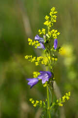 Meadow flowers sway gently in the gentle breeze.