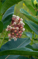Flowering milkweed. Beautiful inflorescences and large leaves.