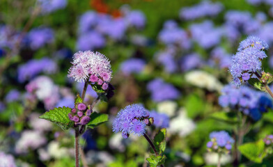 Fluffy ageratum flowers close-up on a soft background.