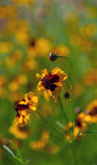 Close-up of blooming Coriopsis on a soft background.