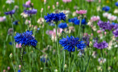 Blue cornflowers bloom in the meadow, standing out against the background of other flowers.