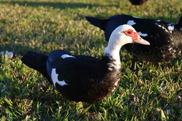 duck in the grass