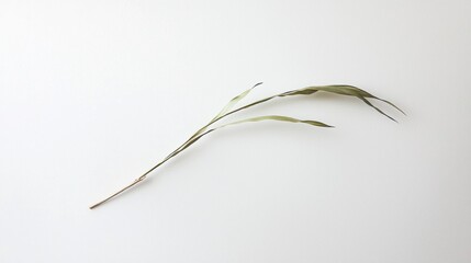 Dried Plant Minimalist Photography: A Single Branch on White Background