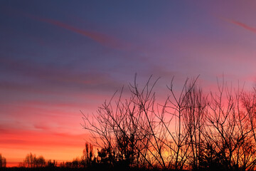 Majestic sky, pink cloud against the silhouettes of pine trees. Red Sunset on the forest. Colorful Sunset Clouds Background