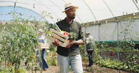 Man, basket and harvest with crops, vegetables and eco friendly farming at community garden in...