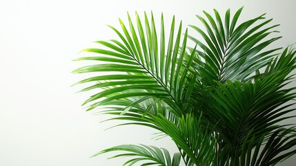 Obraz premium Lush green palm leaves against a soft white background, creating a serene indoor atmosphere