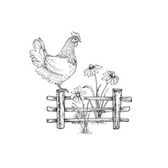 Chicken on a fence in a front garden with chamomile flowers. Vector graphic black and white illustration hand drawn with ink. Country scene for farm produce label design