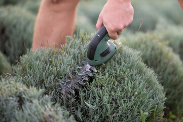 The image shows a person tending to their garden, using a cordless electric shrub shear to prune a...