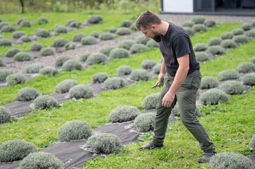 A gardener is carefully pruning lavender plants in neat rows, ensuring healthy growth. He is using...