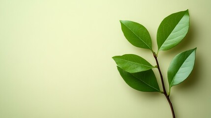 Obraz premium Green leaves on pastel background, nature, spring, growth, eco-friendly concept