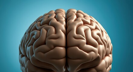 Detailed view of a human brain showcasing its intricate structure and folds