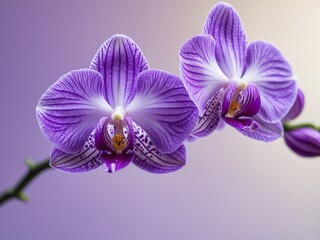Obraz premium A macro shot of a vibrant purple orchid a blurred soft color background