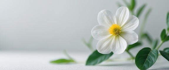 A single white flower with yellow center blooms with green leaves