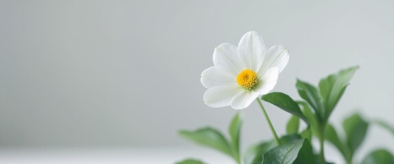 A single white flower with yellow center blooms with green leaves.