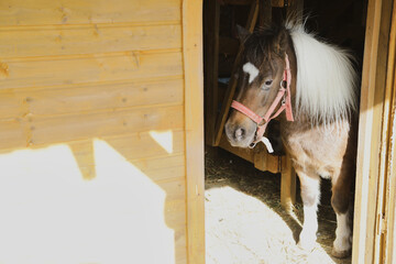 Photo of a little pony on an animal farm, horses in a stall at the zoo