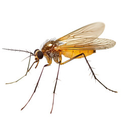 Fungus gnat isolated on transparent background, PNG