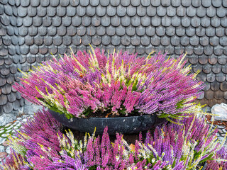Vibrant heather flower arrangement against shingle wall