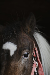 Photo of a little pony on an animal farm, horses in a stall at the zoo