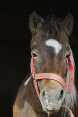 Photo of a little pony on an animal farm, horses in a stall at the zoo