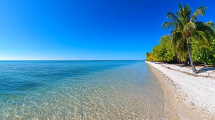 Tropical beach with palm trees and clear blue ocean on a sunny day