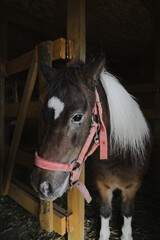 Photo of a little pony on an animal farm, horses in a stall at the zoo