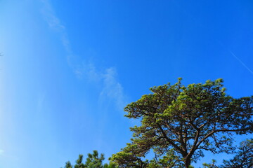 快晴の青空と公園の松の木の風景2