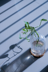 Green leaves in a bottle vase at home exposed to the morning sun which casts shadow on the floor.