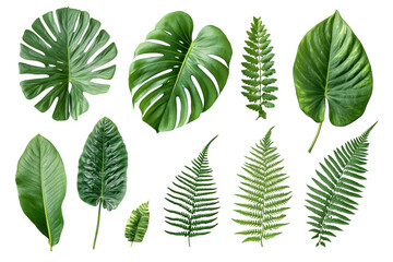 Assortment of Various Green Leaves on Transparent Background Showcasing Vibrant Colors and Textures for Natural Design and Decoration