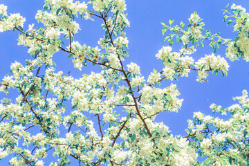 Blooming branches of an apple tree against a blue sky.
