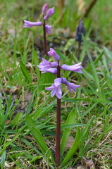 Lilac hyacinth plant stem with bell shape flowers blooming in the young spring grass . Gardening,...