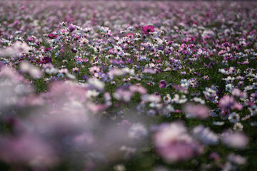 Obraz premium 満開のコスモス畑、ピンク色の花びらが秋の風に揺れる美しい風景