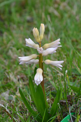 White hyacinth flower in the begining of blooming season. Closeup photo outdoors. Planting, growing...