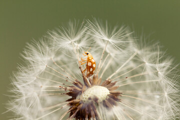 Closeup an orange ladybug on a dandelion flower. Macro. Green background