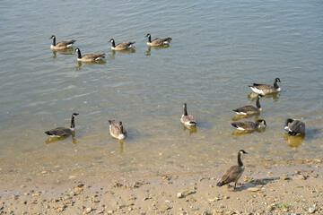 Kanadagans (Branta canadensis), Rheinufer, Schierstein, Wiesbaden, Hessen, Deutschland © Frank