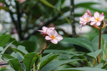 Plumeria rubra (little pinc frowers)