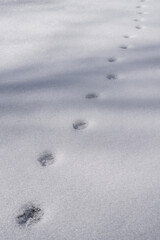 足跡だけが残る静寂の雪原、冬の神秘的な景色