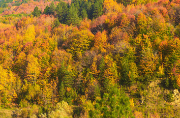 Forest view with green, yellow and brown colors in Küre Mountains in autumn